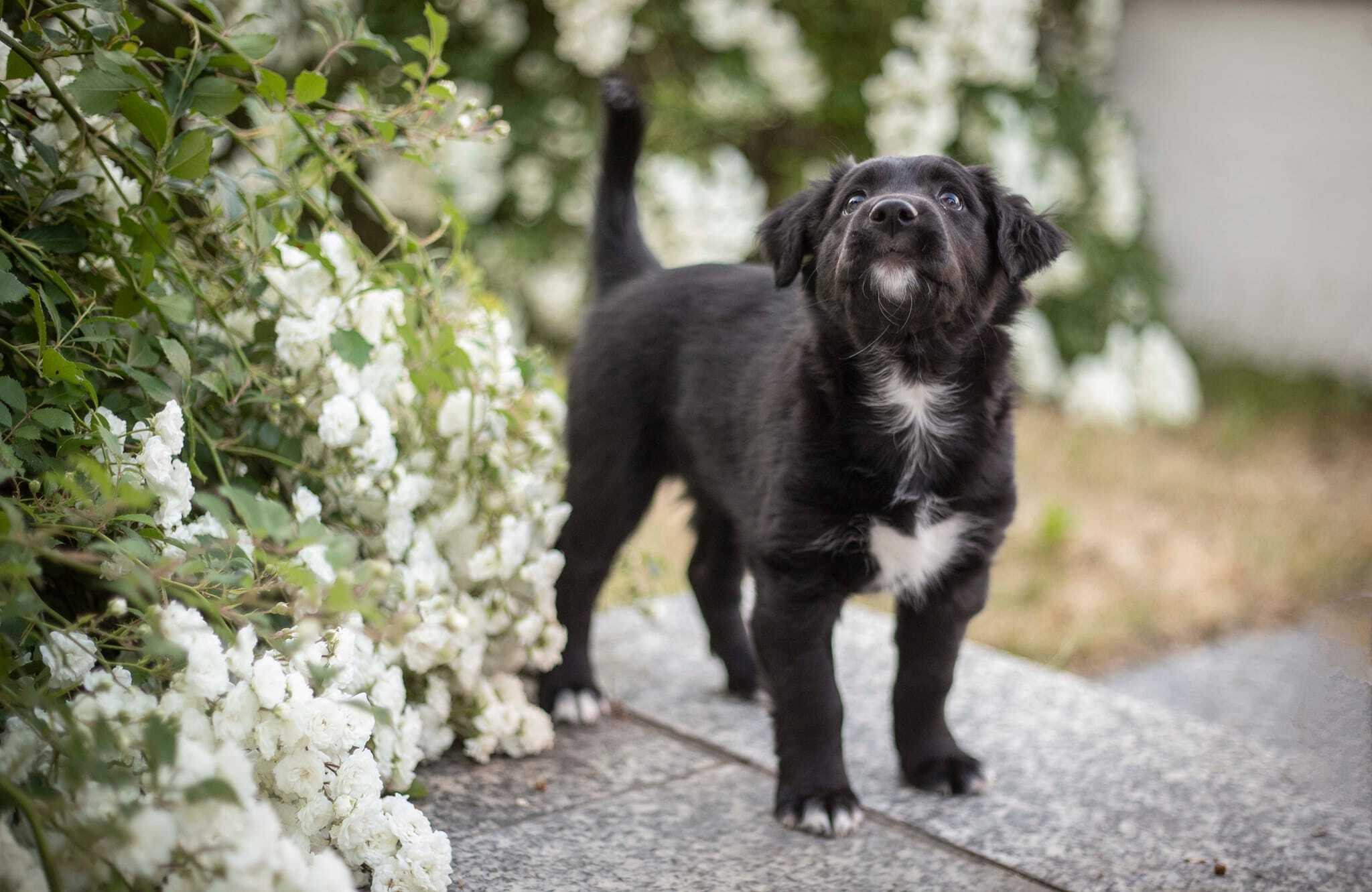 Rio, Rüde, Black Bi, Begleithund